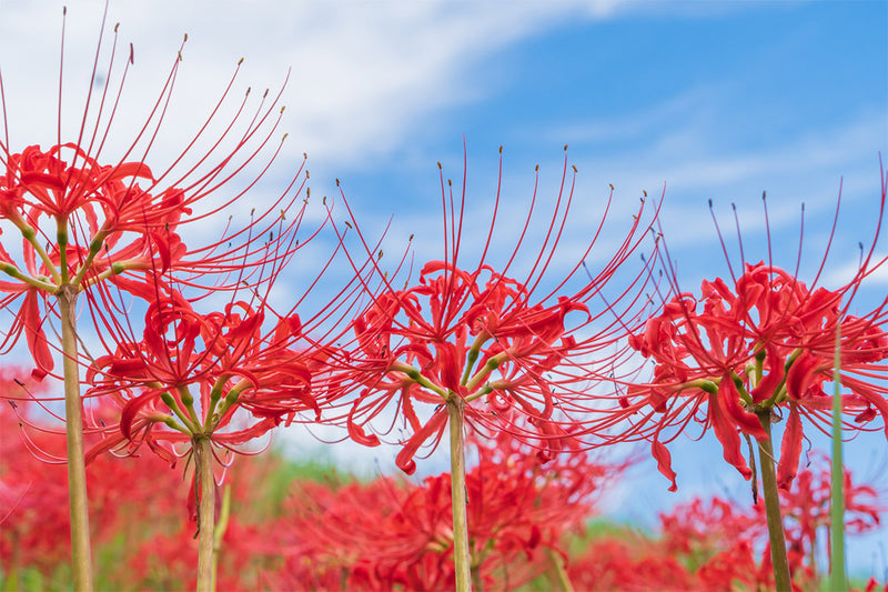 Mixed Higanbana Flower Seeds for Planting Drought Tolerant Heirloom & GMO Free Seeds for Home Garden
Sale