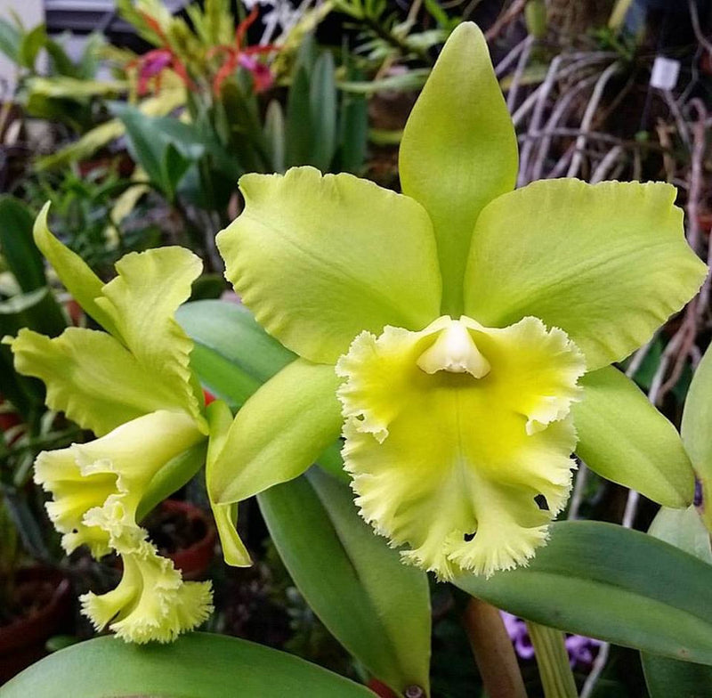 Green Cattleya Flower seeds for Planting - Long Bloom Season, Heirloom & GMO Free Seeds for Home Garden
Sale for planting in home garden