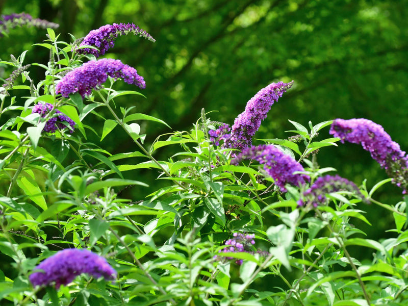 Heirloom Butterfly Bush Flower seeds for Planting Fragrant Blossoms Heirloom & GMO Free Seeds for Home Garden