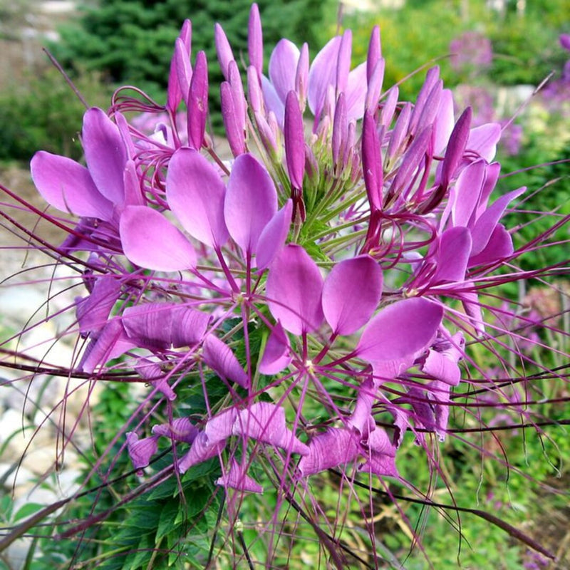 Pink Hatiora Rosea Flower seeds for Planting - Pollinator Friendly, Heirloom & GMO Free Seeds for Home Garden
Sale for planting in home garden.