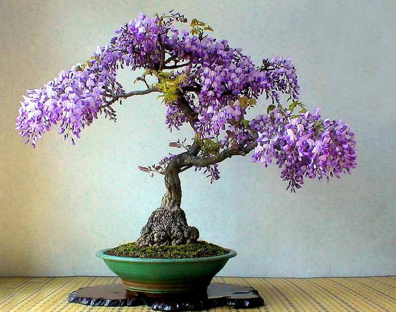 Violet Simsii Bonsai Flower seeds for Planting Garden Favorite Heirloom & GMO Free Seeds for Home Garden
Sale for planting in home garden