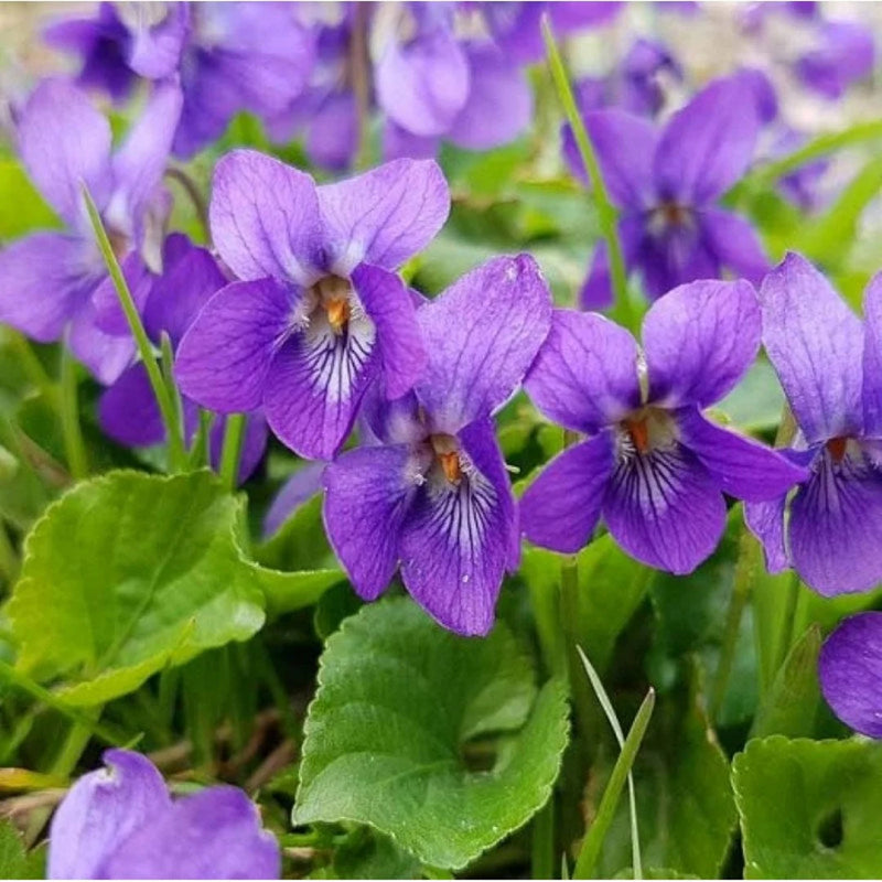 Purple Viola Odorata Flower seeds for Planting - Pollinator Friendly, Heirloom & GMO Free Seeds for Home Garden