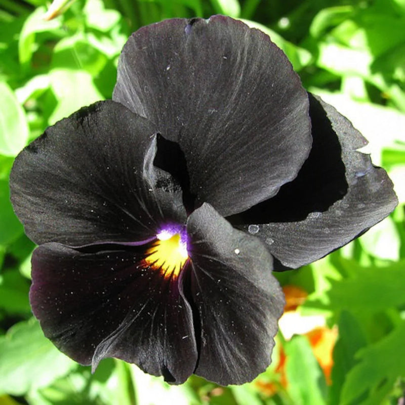 Black Pansy Flower seeds for Planting - Cut Flower Favorite, Heirloom & GMO Free Seeds for Home Garden