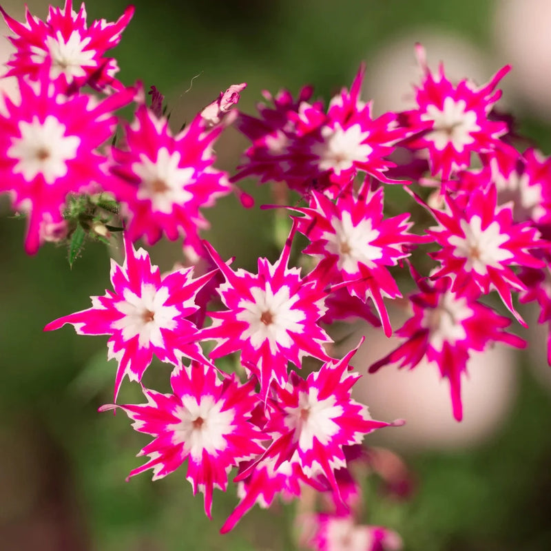 Drummondii Flower seeds for Planting - Long Bloom Season, Heirloom & GMO Free Seeds for Home Garden