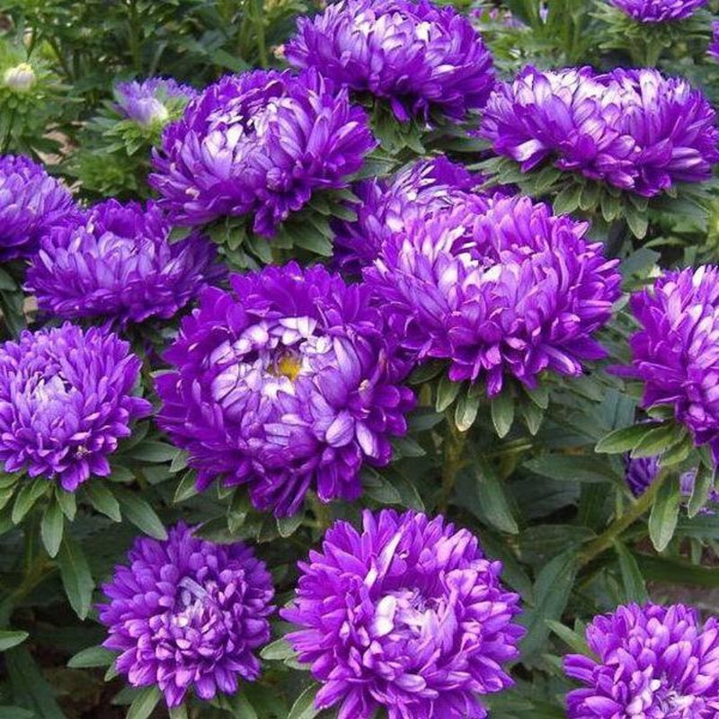 Dark Violet Aster Flower Seeds for Planting Shade Tolerant Heirloom & GMO Free Seeds for Home Garden
Sale