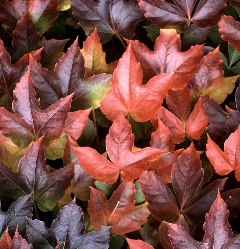 Boston Ivy Vine Virginia Creeper Parthenocissus tricuspidata Climbing Seeds Flower seeds for Planting - Bright Blooms, Heirloom & GMO Free Seeds for Home Garden
Sale for planting in home garden