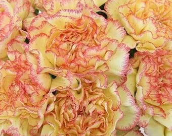 Dark Yellow Carnation Flower Seeds for Planting Shade Tolerant Heirloom & GMO Free Seeds for Home Garden
Sale