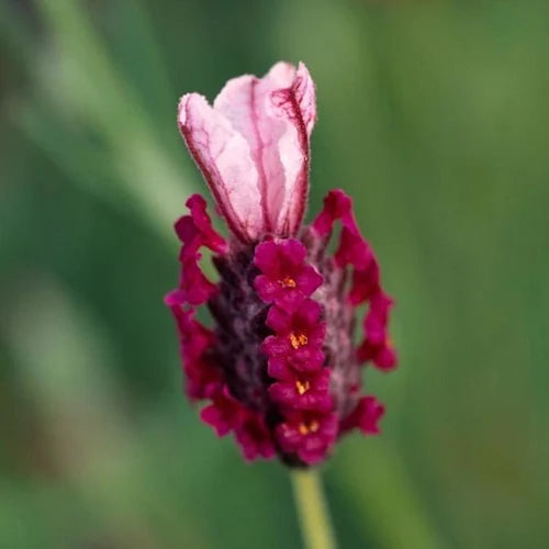 Red Lavender Flower seeds for Planting - Cut Flower Favorite, Heirloom & GMO Free Seeds for Home Garden
Sale for planting in home garden