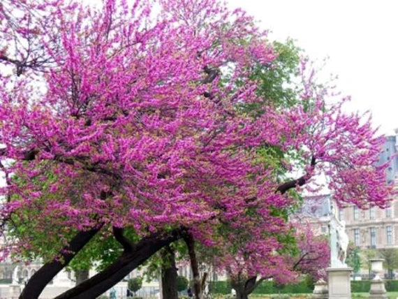 Heirloom Cercis Siliquastrum Flower seeds for Planting Easy to Grow Heirloom & GMO Free Seeds for Home Garden
Sale