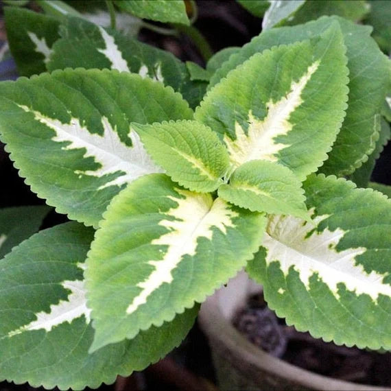 White Green Coleus for Planting Long Bloom Season Heirloom & GMO Free Seeds for Home Garden
Sale