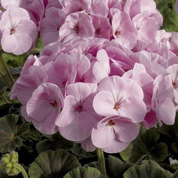 Light Pink Geranium Flores Flower Seeds for Planting Easy to Grow Heirloom & GMO Free Seeds for Home Garden
Sale