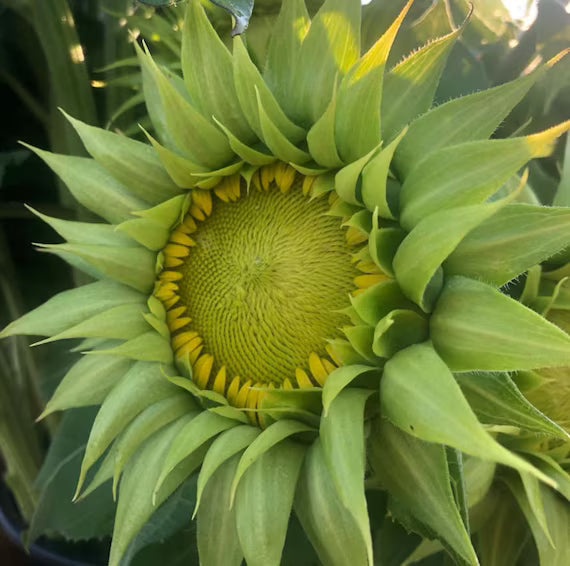 Sea Green Sunflower Perennial Flower Seeds for Planting Colorful Display Heirloom & GMO Free Seeds for Home Garden
Sale