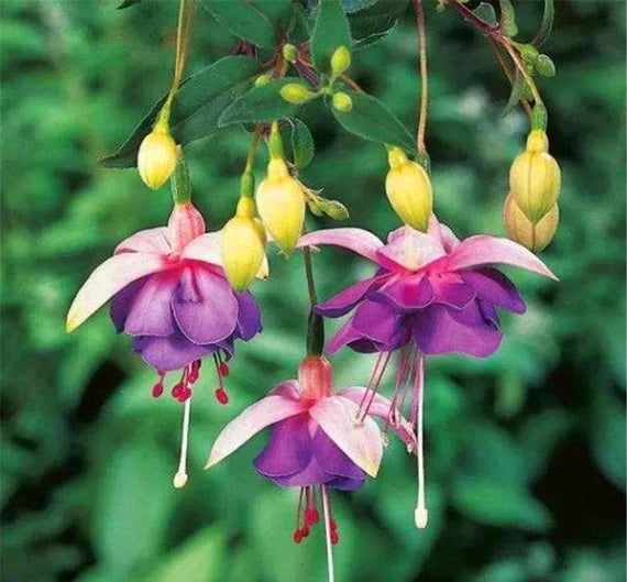 Purple Yellow Fuchsia Flower Seeds for Planting Easy to Grow Heirloom & GMO Free Seeds for Home Garden
Sale