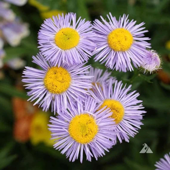Purple Yellow Erigeron Flower seeds for Planting - Cottage Garden Essential, Heirloom & GMO Free Seeds for Home Garden
Sale seeds for planting in home garden