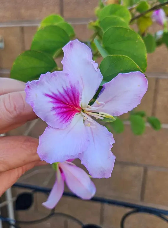 Light Pink Bauhinia Flower Seeds for Planting Garden Favorite Heirloom & GMO Free Seeds for Home Garden
Sale