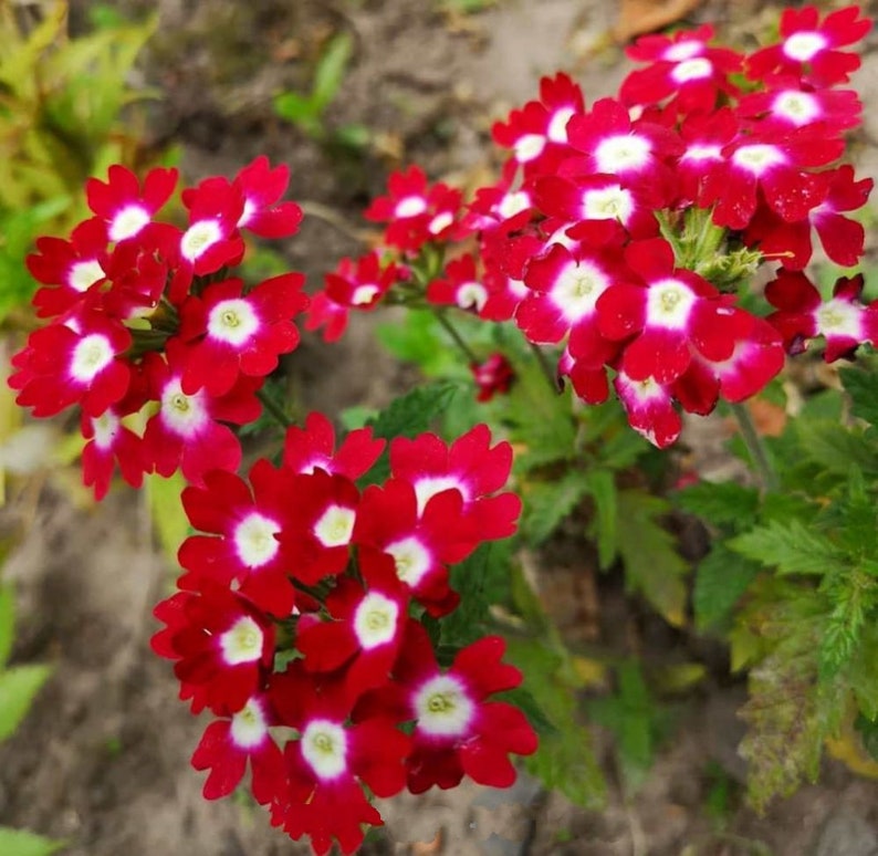 Red Verbena Flower seeds for Planting Perfect for Borders Heirloom & GMO Free Seeds for Home Garden
Sale seeds for home garden planting