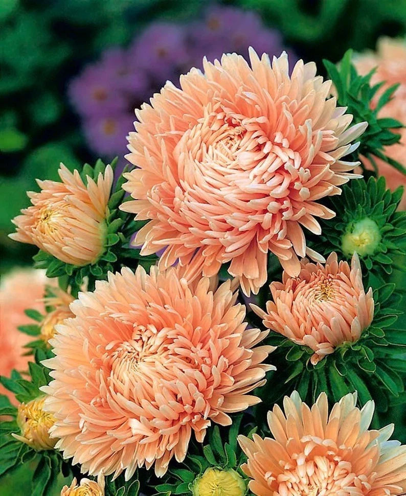 Light Orange Callistephus Flower seeds for Planting Colorful Display Heirloom & GMO Free Seeds for Home Garden
Sale for planting in home garden