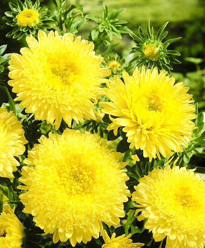 Dark Yellow China Aster Flower Seeds for Planting Premium Quality Heirloom & GMO Free Seeds for Home Garden
Sale