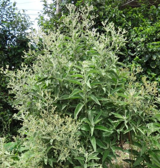 Green Balsamifera Flower seeds for Planting - Shade Tolerant, Heirloom & GMO Free Seeds for Home Garden
Sale
