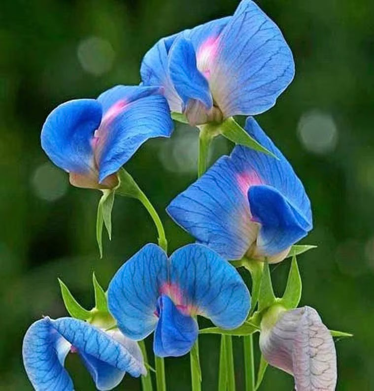 Blue Lathyrys Satuvys Flower seeds for Planting - Perfect for Borders, Heirloom & GMO Free Seeds for Home Garden