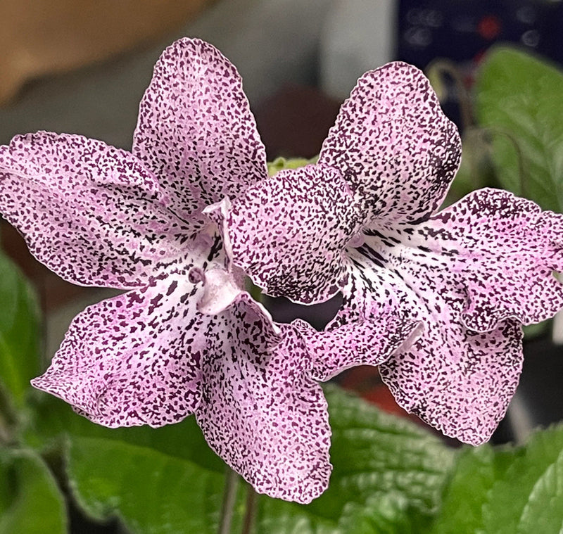 Streptocarpus Flower seeds for Planting - Low Maintenance, Heirloom & GMO Free Seeds for Home Garden
Sale seeds for planting in home garden