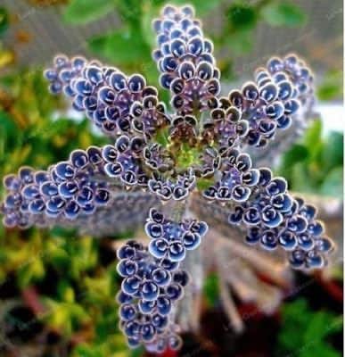 Light Lavender Succulent Flower Seeds for Planting Cut Flower Favorite Heirloom & GMO Free Seeds for Home Garden
Sale