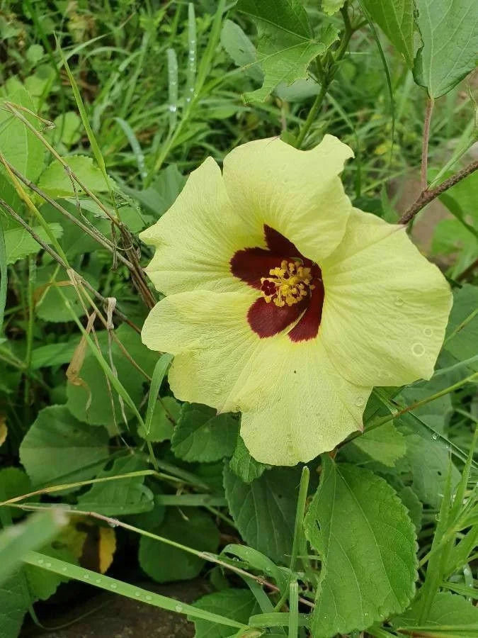Hibiscus (Hibiscus Vitifolius) seeds for planting in home garden