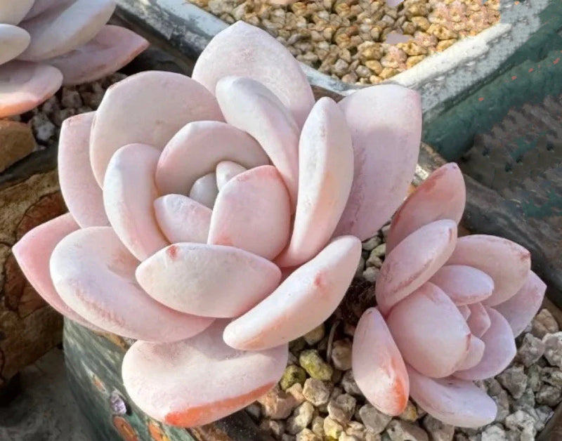 Light Pink Echeveria Laui Flower seeds for Planting Fragrant Blossoms Heirloom & GMO Free Seeds for Home Garden
Sale