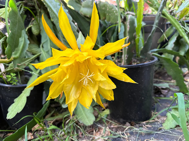 Yellow Epiphyllum Flower Seeds for Planting Bright Blooms Heirloom & GMO Free Seeds for Home Garden
Sale