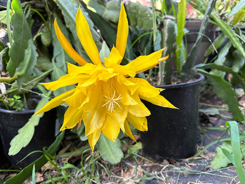 Yellow Epiphyllum Oxypetalum Seeds Flower seeds for Planting Compact Growth Heirloom & GMO Free Seeds for Home Garden
Sale for planting in home garden