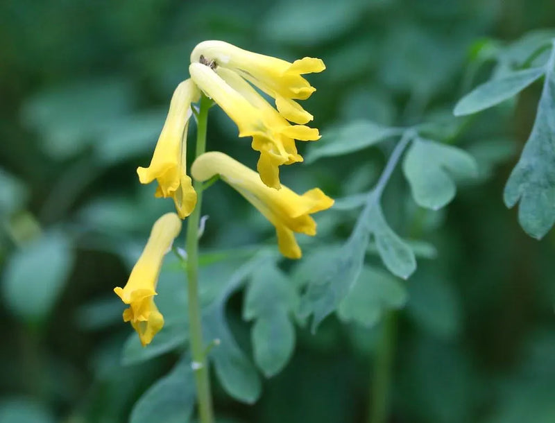 Corydalis Lutea Seeds for Planting Yellow Flower Plant