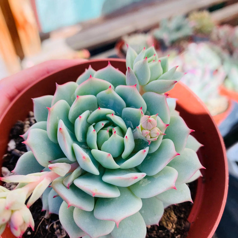 Blue Echeveria Derenbergii Flower seeds for Planting - Cottage Garden Essential, Heirloom & GMO Free Seeds for Home Garden