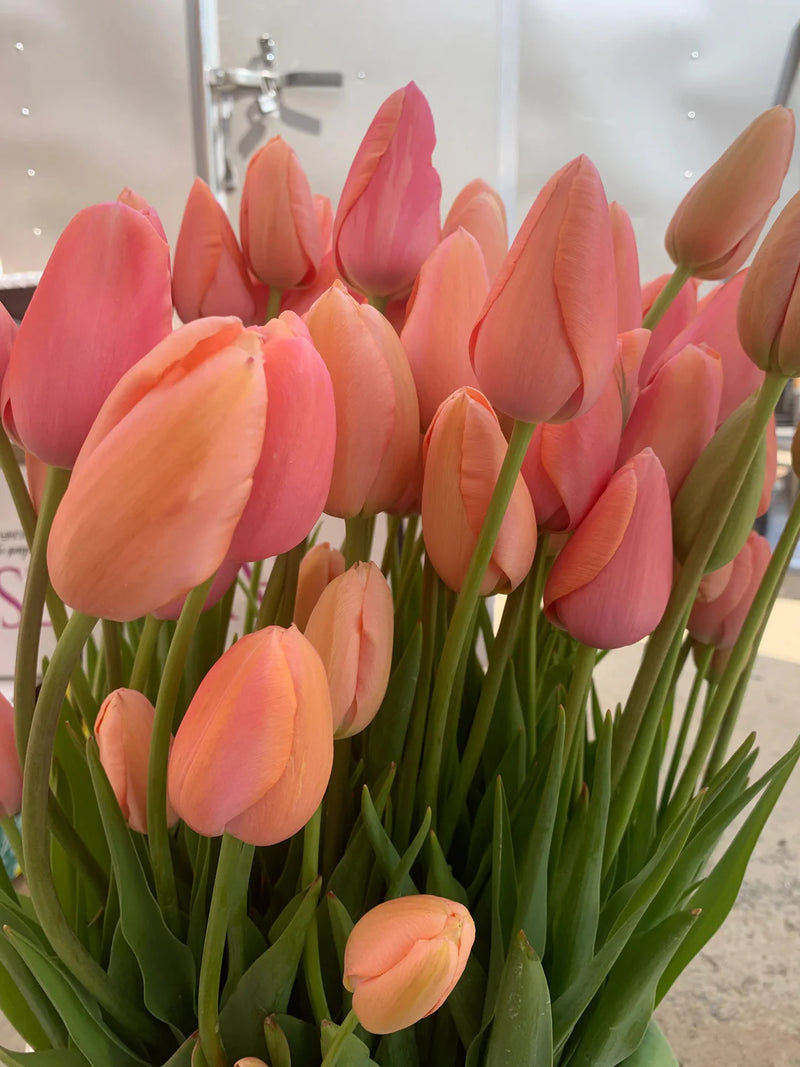 Peach Tulip Flower Seeds for Planting Easy to Grow Heirloom & GMO Free Seeds for Home Garden
Sale