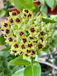 Green Hoya Flower Seeds for Planting Sun Loving Heirloom & GMO Free Seeds for Home Garden
Sale