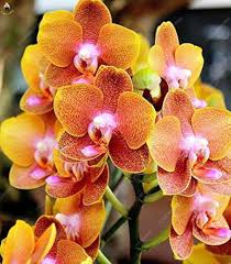 Light Orange Phalaenopsis Orchid Flower Seeds for Planting Premium Quality Heirloom & GMO Free Seeds for Home Garden
Sale