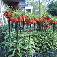 Burgundy Crown Imperial Flower Seeds – Colorful Display Heirloom & NonGMO for Home Garden
Sale