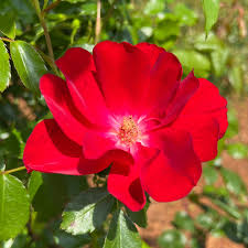 Red Rugrose Rose Flower seeds for Planting - Wildflower Mix, Heirloom & GMO Free Seeds for Home Garden