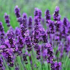 Violet Lavandula Angustifolia Flower Seeds for Planting Bright Blooms Heirloom & GMO Free Seeds for Home Garden
Sale