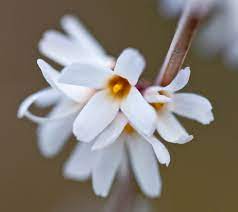 White Forsythia - Abeliophyllum distichum Flower seeds for Planting - Easy to Grow, Heirloom & GMO Free Seeds for Home Garden
Sale seeds for home garden