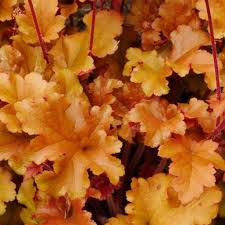 Light Orange Heuchera Flower Seeds for Planting Heirloom NONGMO Seeds for Garden Growth Colorful Display
Sale
