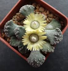 Titanopsis Fulleri Planting for Unique Succulent Beauty Seeds for Lush Growth and Vibrant Blooms