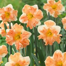 Rainbow Narcissus Flower Seeds – Shade Tolerant Heirloom NonGMO Seeds for Home Garden
Sale