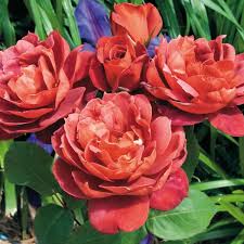 Chocolate Rose Flower Seeds for Planting Fragrant Blossoms Heirloom & GMO Free Seeds for Home Garden
Sale