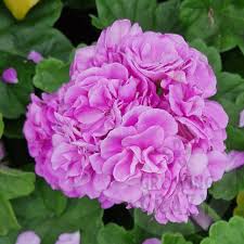 Purple Univalve Geranium Flower seeds for Planting Long Bloom Season Heirloom & GMO Free Seeds for Home Garden