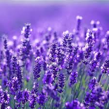 Blue Lavender Flower Seeds for Planting Bright Blooms Heirloom & GMO Free Seeds for Home Garden
Sale