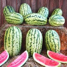 Klondike Watermelon Seeds for Planting Sweet & Juicy Melons