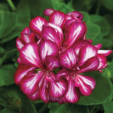 Maroon Red Pelargonium Peltatum Flower Seeds for Planting Premium Quality Heirloom & GMO Free Seeds for Home Garden
Sale