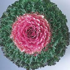 Violet Red Brassica Oleracea Flower Seeds for Planting Cut Flower Favorite Heirloom & GMO Free Seeds for Home Garden
Sale