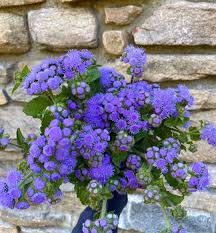 Navy Blue Maidenhair Flower Seeds for Planting Garden Favorite Heirloom & GMO Free Seeds for Home Garden
Sale