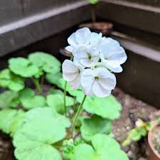 Light Grey Geranium Flower seeds for Planting Easy to Grow Heirloom & GMO Free Seeds for Home Garden